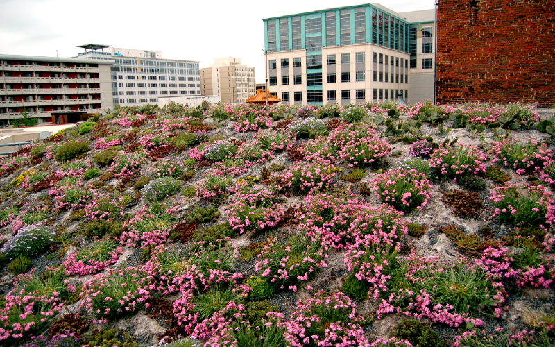 Garden Roof Plus